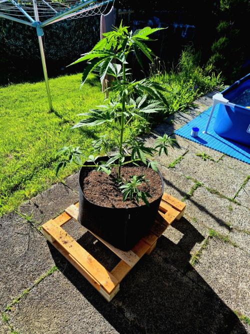 Garbage Lady (Big Mama). Week 8