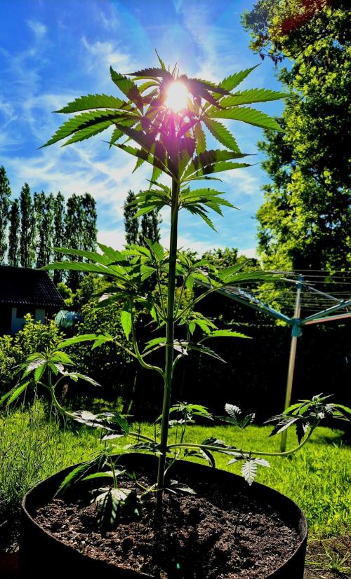 Garbage Lady (Big Mama). Week 8