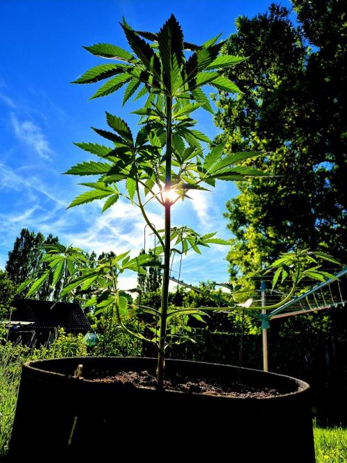 Garbage Lady (Big Mama). Week 9