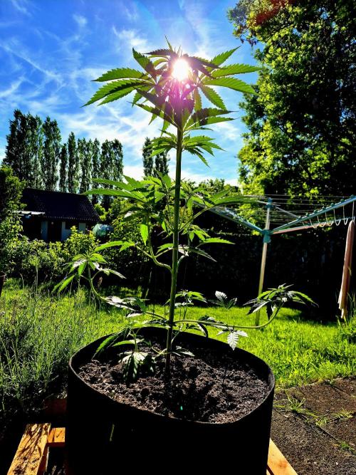 Garbage Lady (Big Mama). Week 9