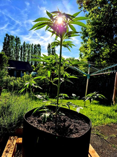 Garbage Lady (Big Mama). Week 9