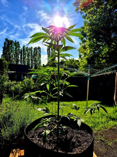 Garbage Lady (Big Mama). Week 9