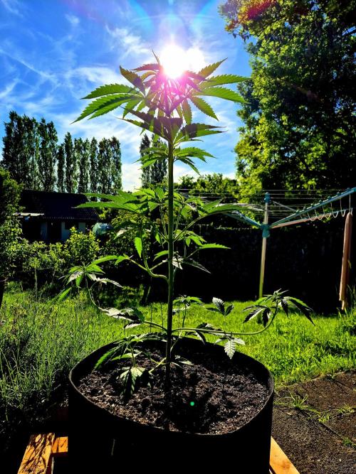 Garbage Lady (Big Mama). Week 9