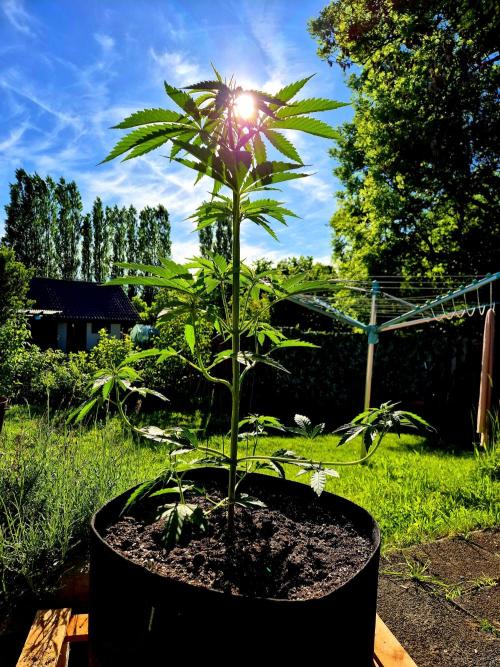 Garbage Lady (Big Mama). Week 9