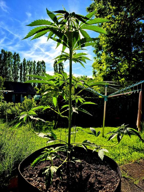 Garbage Lady (Big Mama). Week 9