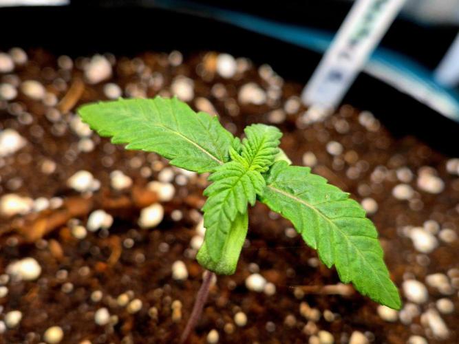 Mental Rainbow (CCG) Sweet Seeds. Week 1
