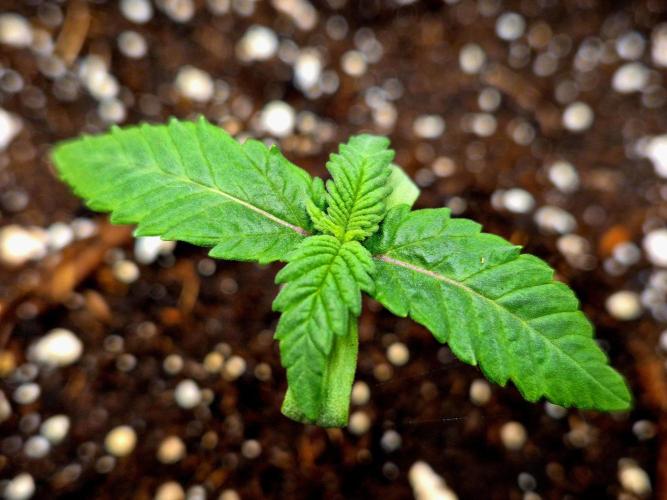 Mental Rainbow (CCG) Sweet Seeds. Week 1