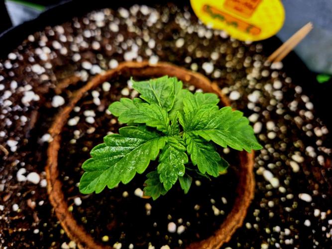 Papaya Stank (Elfi). Week 3