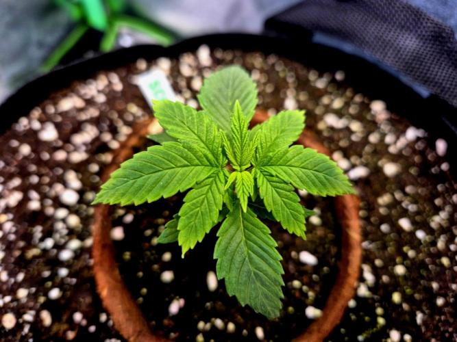 Pink Rozay Original Sensible Seeds. Week 3