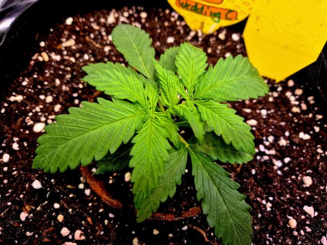 Wedding Cake (CCG) Sensible Seeds. Week 3