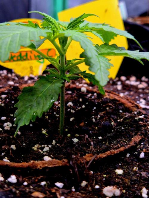 Wedding Cake (CCG) Sensible Seeds. Week 3