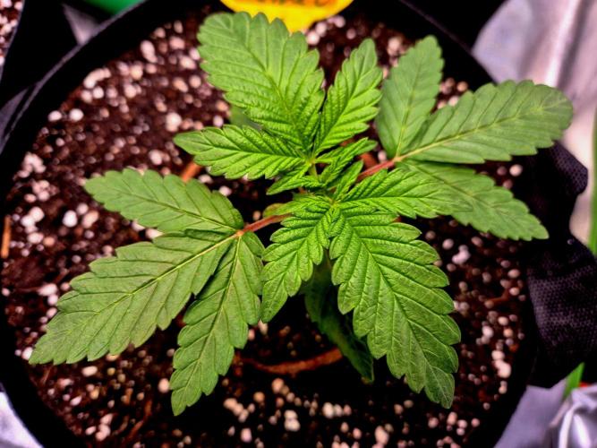 Purple overload (CCG) Sensible Seeds. Week 3