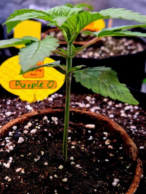 Purple overload (CCG) Sensible Seeds. Week 3