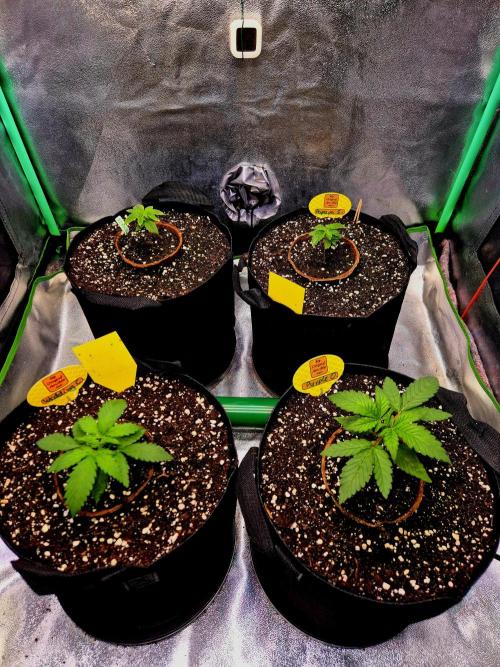 Pink Rozay Original Sensible Seeds. Week 3