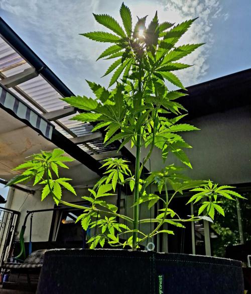 Garbage Lady (Big Mama). Week 9