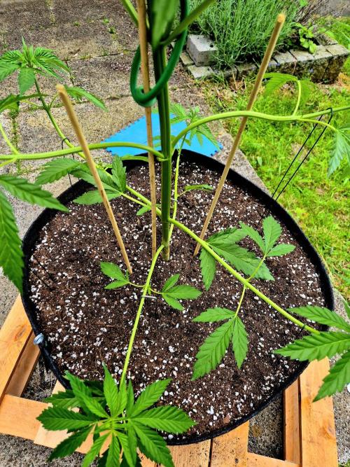 Garbage Lady (Big Mama). Week 9