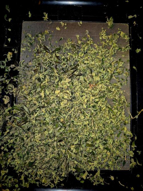 Cream Mandarine Fast Version®. Week 17