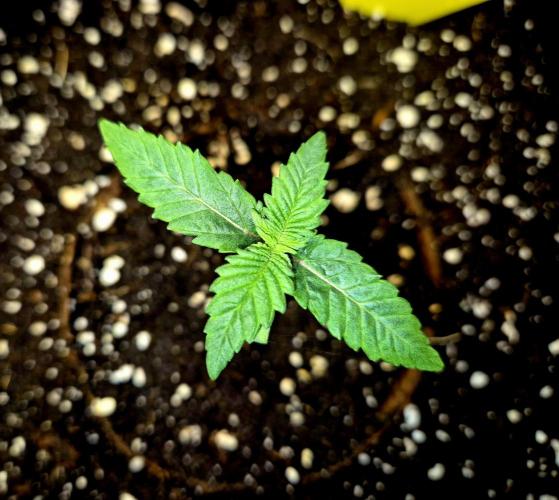 Mental Rainbow (CCG) Sweet Seeds. Week 1