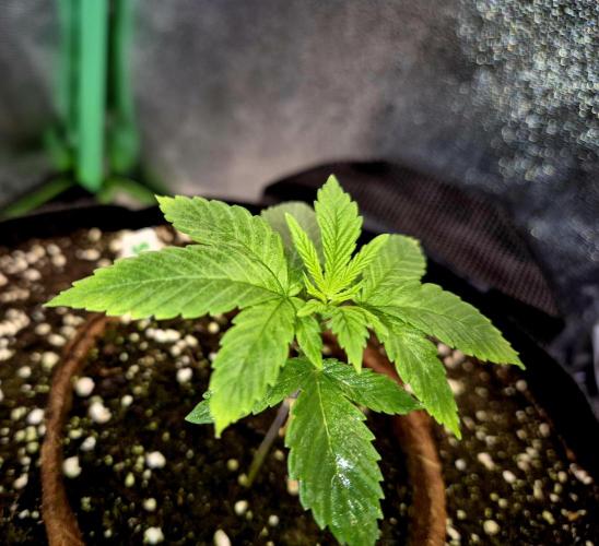 Pink Rozay Original Sensible Seeds. Week 3