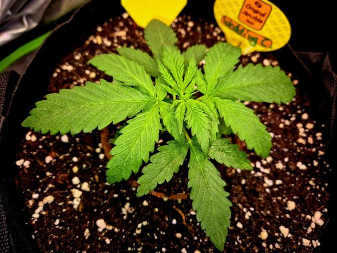 Wedding Cake. Week 3