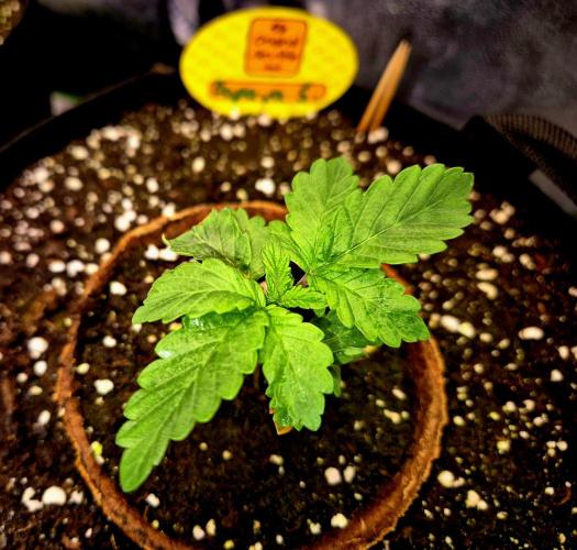 Papaya Stank (Elfi). Week 3