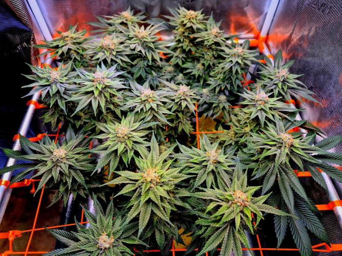 F026 - The Tropical Ice Cream One (USA). Week 14