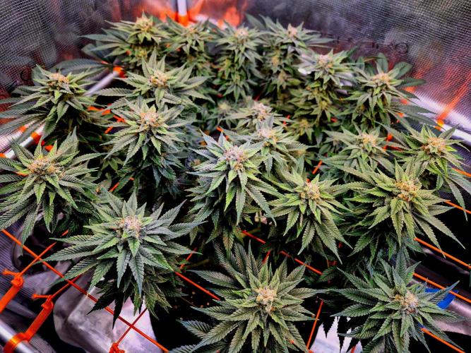 F026 - The Tropical Ice Cream One (USA). Week 14