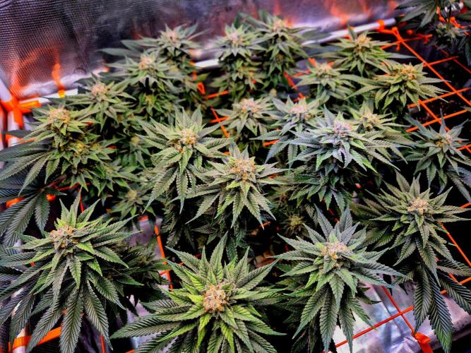F026 - The Tropical Ice Cream One (USA). Week 14