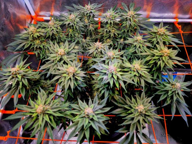 F026 - The Tropical Ice Cream One (USA). Week 14