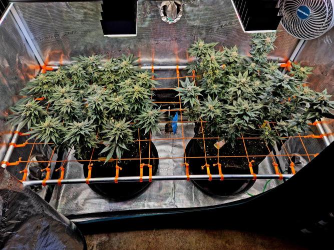 F026 - The Tropical Ice Cream One (USA). Week 14