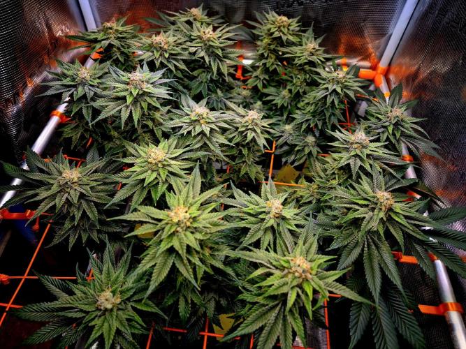 F026 - The Tropical Ice Cream One (USA). Week 14