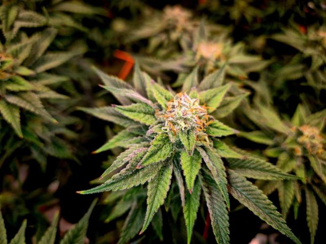 F026 - The Tropical Ice Cream One (USA). Week 14