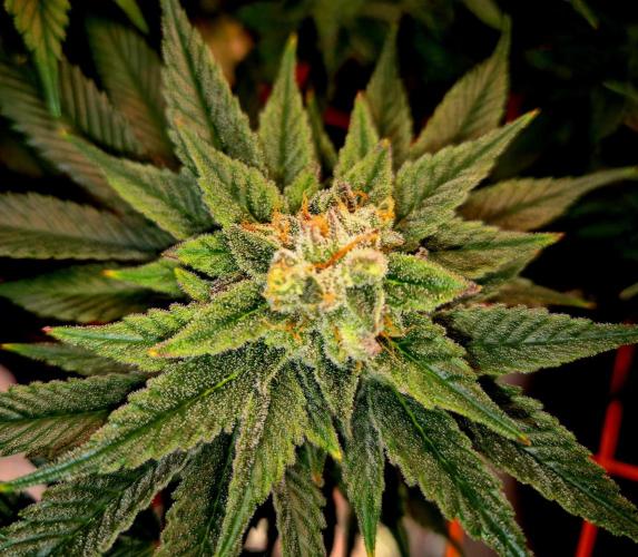 F026 - The Tropical Ice Cream One (USA). Week 14