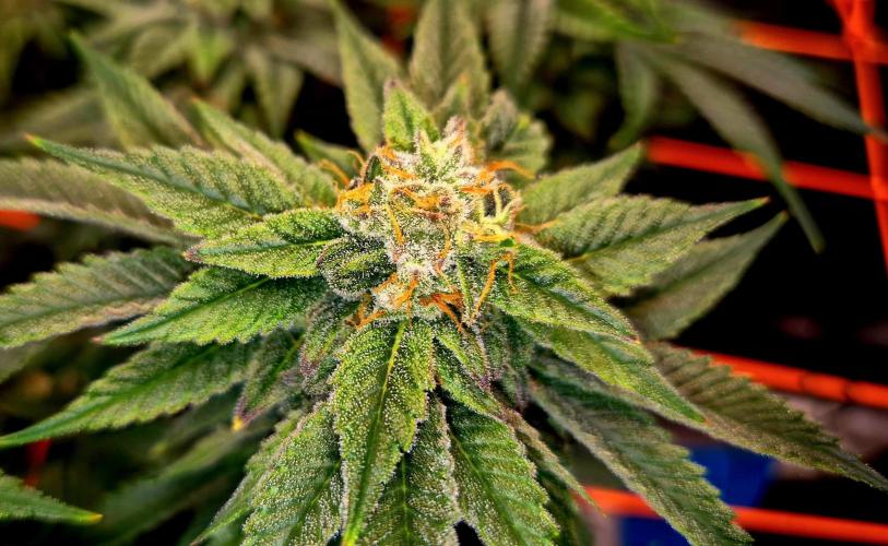 F026 - The Tropical Ice Cream One (USA). Week 14