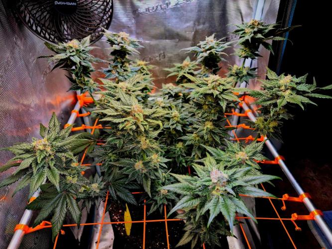 Rainbow Hitter. Week 14