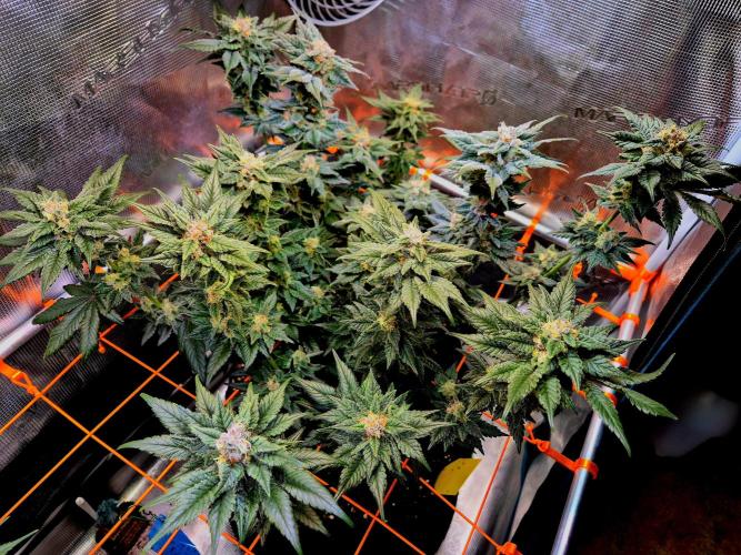 Rainbow Hitter. Week 14