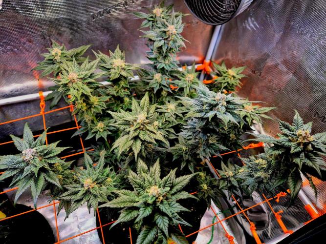 Rainbow Hitter. Week 14