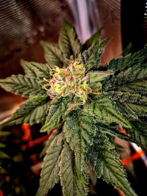 Rainbow Hitter. Week 14