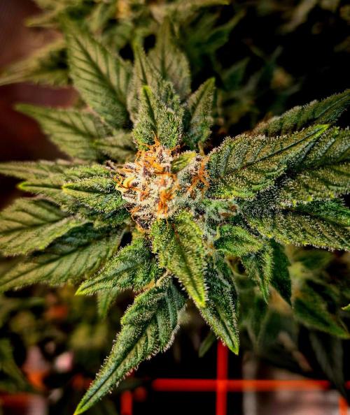 Rainbow Hitter. Week 14