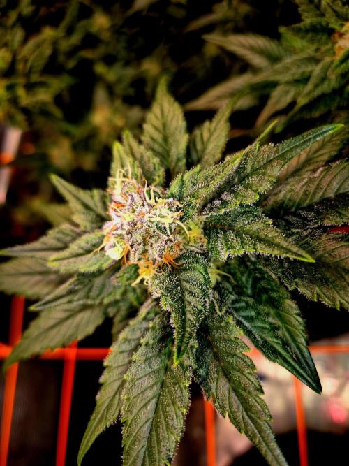 Rainbow Hitter. Week 14