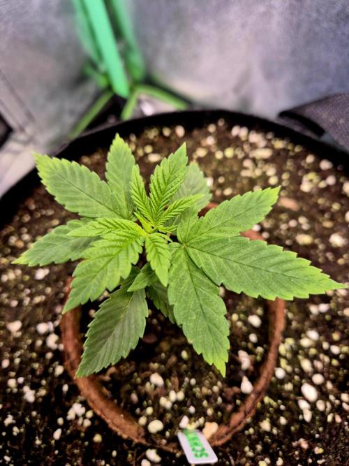 Pink Rozay Original Sensible Seeds. Week 3