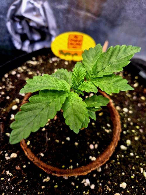 Papaya Stank (Elfi). Week 3