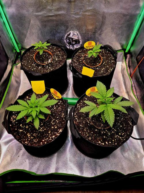 Wedding Cake (CCG) Sensible Seeds. Week 4
