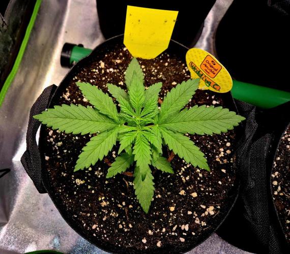 Wedding Cake (CCG) Sensible Seeds. Week 4