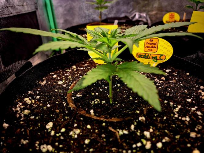 Wedding Cake. Week 4