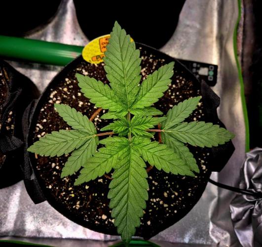 Purple overload (CCG) Sensible Seeds. Week 4