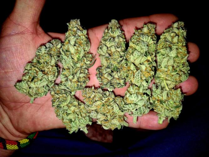 Cream Mandarine Fast Version®. Week 17