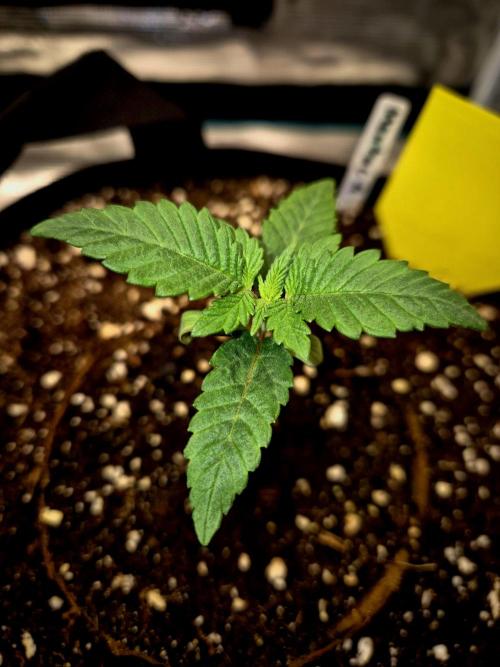 Mental Rainbow (CCG) Sweet Seeds. Week 1