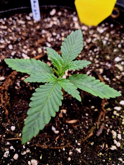 Blue Zushi. Week 1