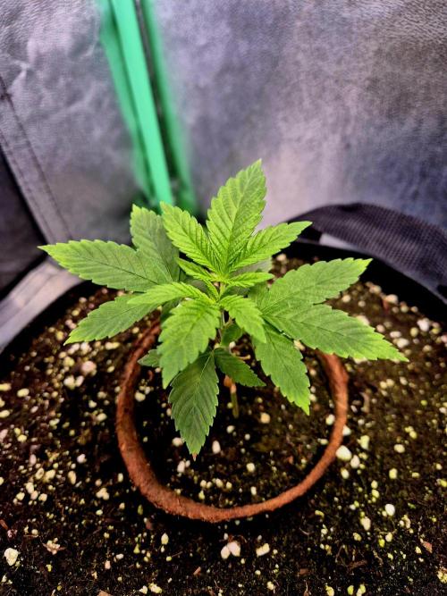 Pink Rozay Original Sensible Seeds. Week 3